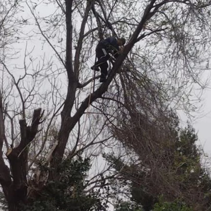 Se desmayó mientras podaba un árbol y quedó colgado a 6 metros de altura