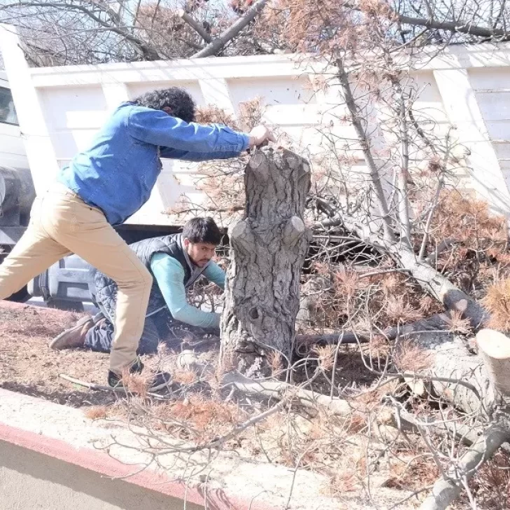 Talaron árboles de la avenida San Martín para reforestar todo el bulevar Talaron árboles de la avenida San Martín para reforestar todo el bulevar