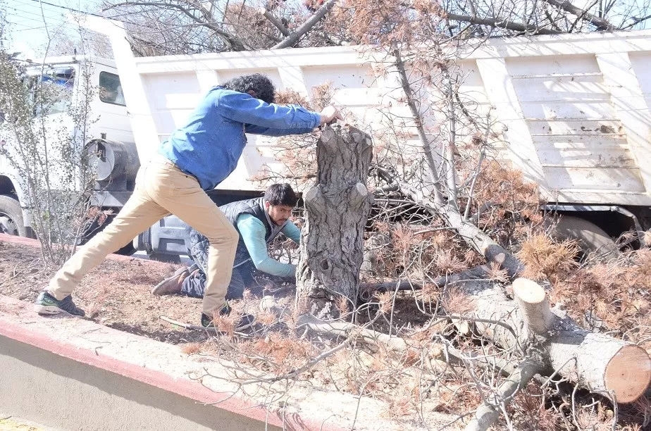 Talaron árboles de la avenida San Martín para reforestar todo el bulevar Talaron árboles de la avenida San Martín para reforestar todo el bulevar