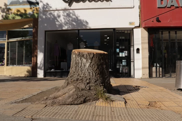 Tala ilegal: Pablo Grasso sancionará con multa y reposición de 10 árboles