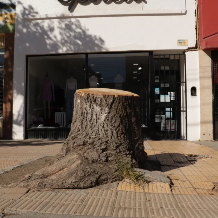 Tala ilegal: Pablo Grasso sancionará con multa y reposición de 10 árboles