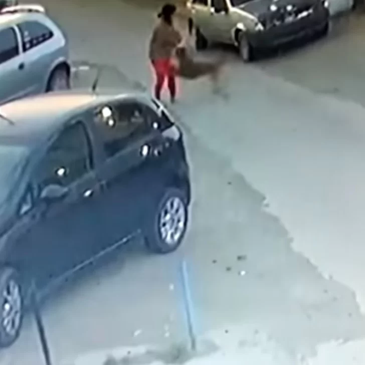 Video. Terror en la vía pública: dos perros atacan a una mujer Video. Terror en la vía pública: dos perros atacan a una mujer