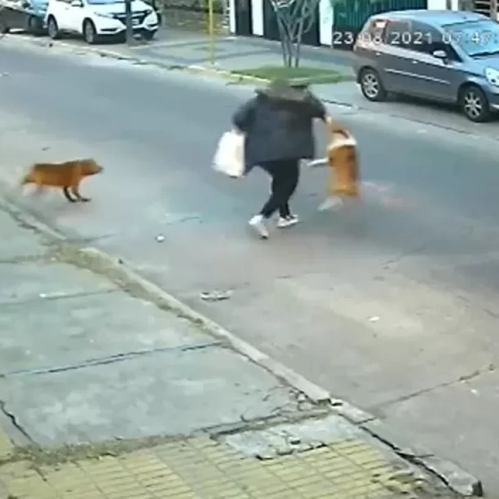 Video. El feroz ataque de tres perros a una mujer que iba por la calle: le mordieron brazos, manos y piernas Video. El feroz ataque de tres perros a una mujer que iba por la calle: le mordieron brazos, manos y piernas