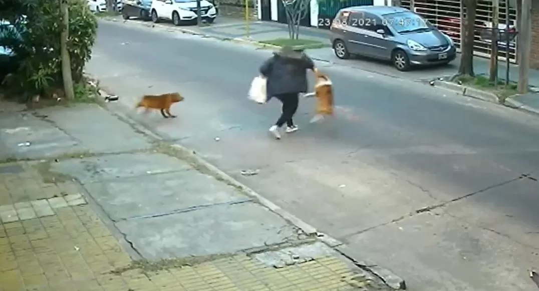 Video. El feroz ataque de tres perros a una mujer que iba por la calle: le mordieron brazos, manos y piernas Video. El feroz ataque de tres perros a una mujer que iba por la calle: le mordieron brazos, manos y piernas