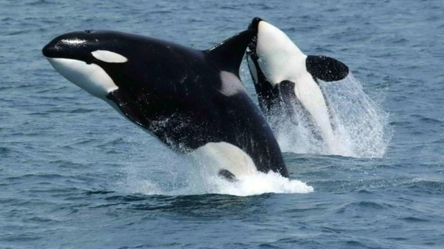 Comenzó la temporada de avistamiento de orcas en Península Valdés Comenzó la temporada de avistamiento de orcas en Península Valdés