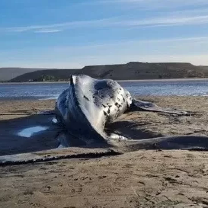 Encontraron una ballena muerta en la costa y expertos sugieren no tocarla