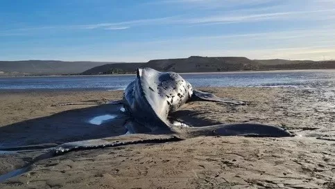 Encontraron una ballena muerta en la costa y expertos sugieren no tocarla