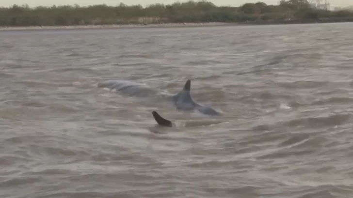Video. Apareció una ballena nadando en las aguas del Río Paraná