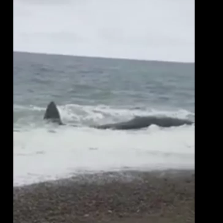 VIDEO. Apareció una ballena encallada en Punta Loyola