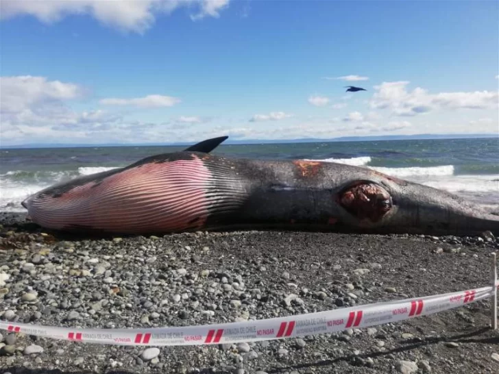 Ballena habría chocado una embarcación y quedó varada en Tierra del Fuego