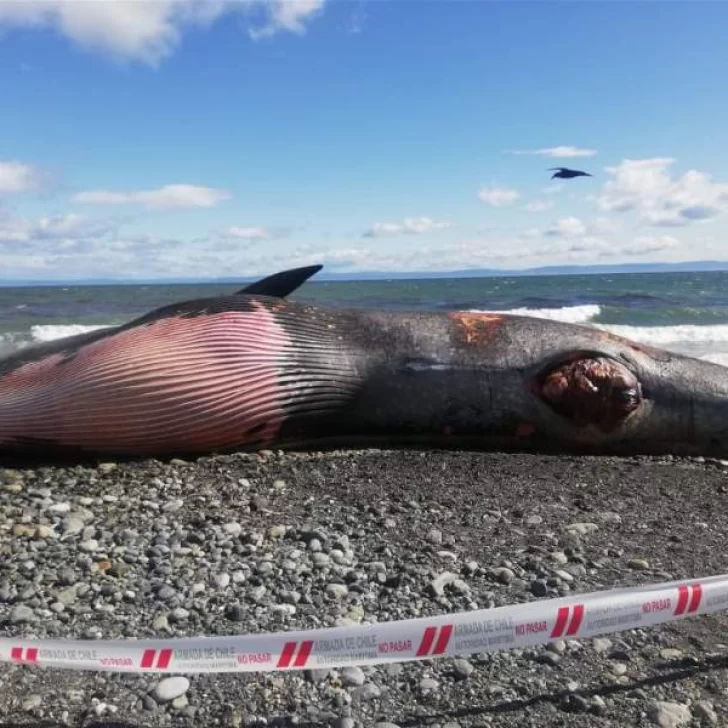 Ballena habría chocado una embarcación y quedó varada en Tierra del Fuego