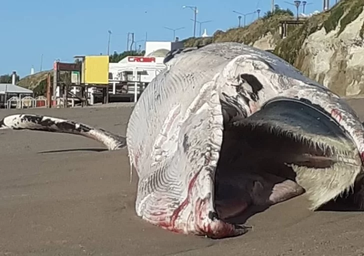 Impactante: aparecieron restos de una ballena en playa céntrica de Las Grutas