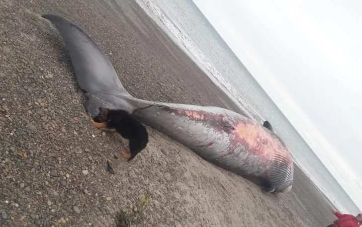 Video. Apareció una enorme ballena varada en la costa y sorprendió a los vecinos de Comodoro Rivadavia