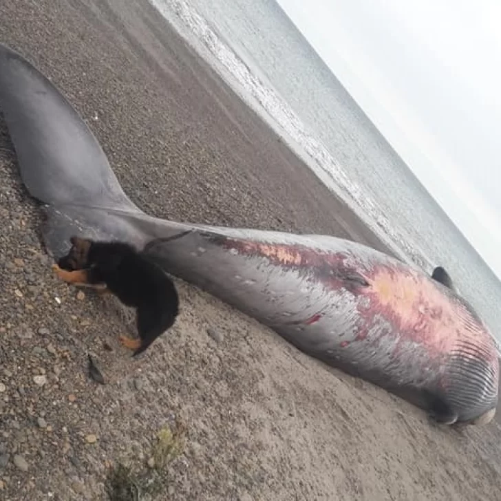 Video. Apareció una enorme ballena varada en la costa y sorprendió a los vecinos de Comodoro Rivadavia Video. Apareció una enorme ballena varada en la costa y sorprendió a los vecinos de Comodoro Rivadavia