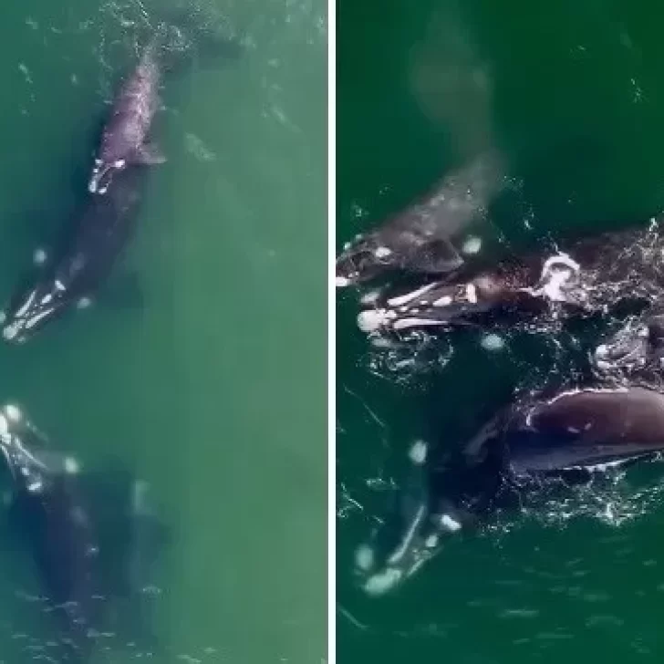 ¡Tanto tiempo! El video que captó a dos ballenas que se encuentran y se dan un abrazo