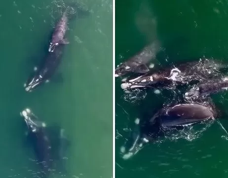 ¡Tanto tiempo! El video que captó a dos ballenas que se encuentran y se dan un abrazo