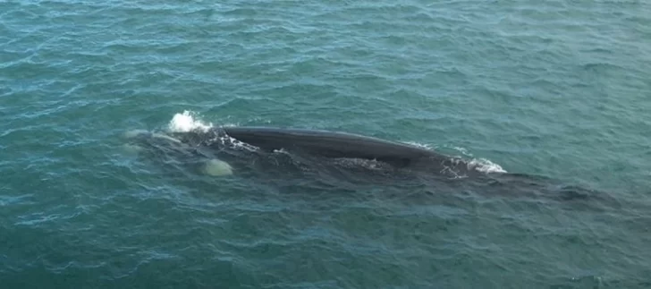 Sorprendente visita de una ballena al puerto Caleta Paula