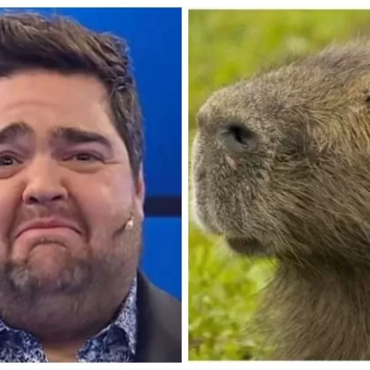 Video. El desopilante encuentro de Darío Barassi con un carpincho: “Me encerré en el cuarto” Video. El desopilante encuentro de Darío Barassi con un carpincho: “Me encerré en el cuarto”