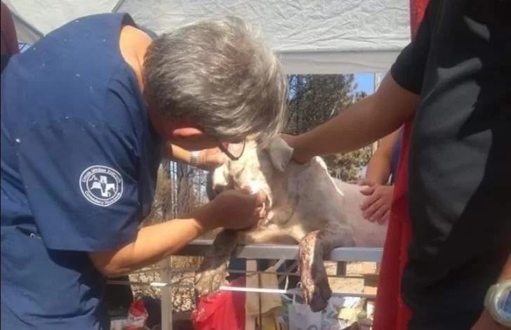 Solidaridad en la tragedia: Basilio, el veterinario de Comodoro que viajó para ayudar a los animales de la Comarca Andina