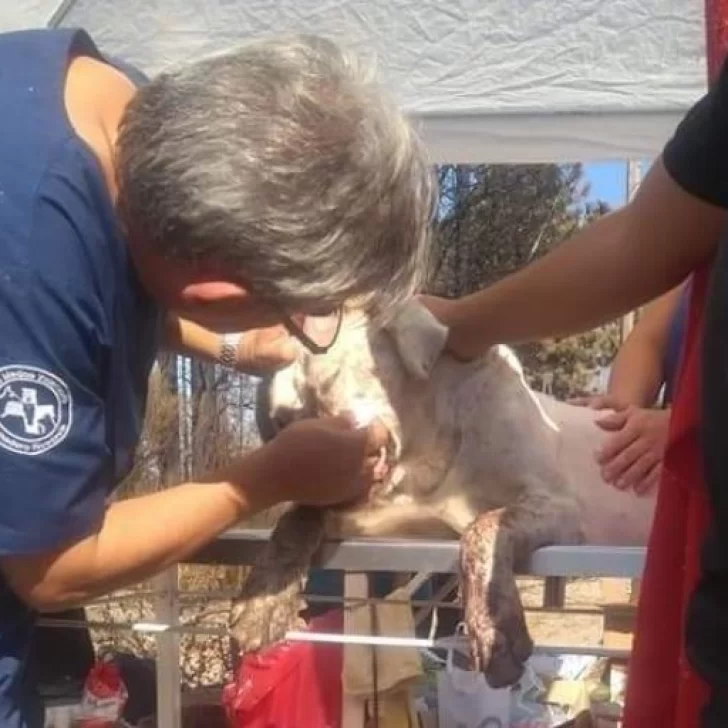 Solidaridad en la tragedia: Basilio, el veterinario de Comodoro que viajó para ayudar a los animales de la Comarca Andina