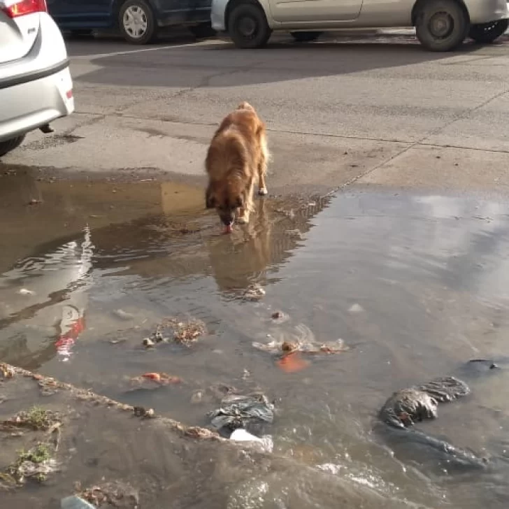 Bronca de amparista por derrames cloacales en Caleta Olivia Bronca de amparista por derrames cloacales en Caleta Olivia