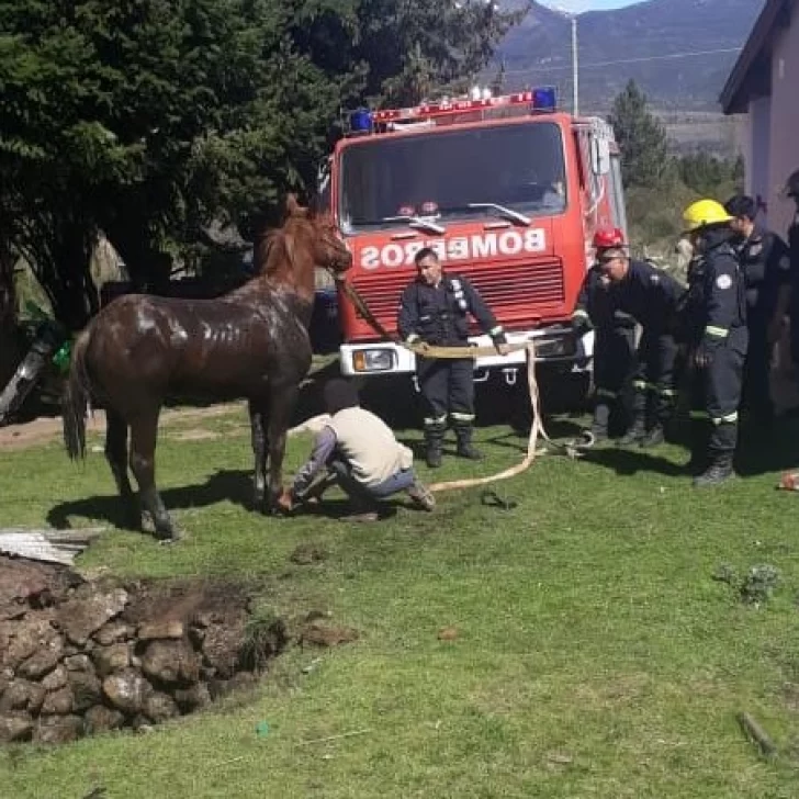 Video: espectacular rescate a un caballo que cayó a un pozo ciego