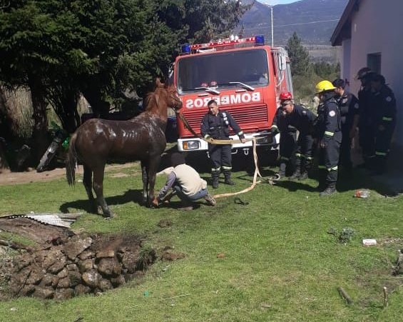 Video: espectacular rescate a un caballo que cayó a un pozo ciego