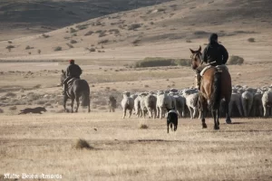 Productores de Santa Cruz contra el guanaco: el “Modelo Integral de Ganadería Ovina Sustentable” será presentado a Nación