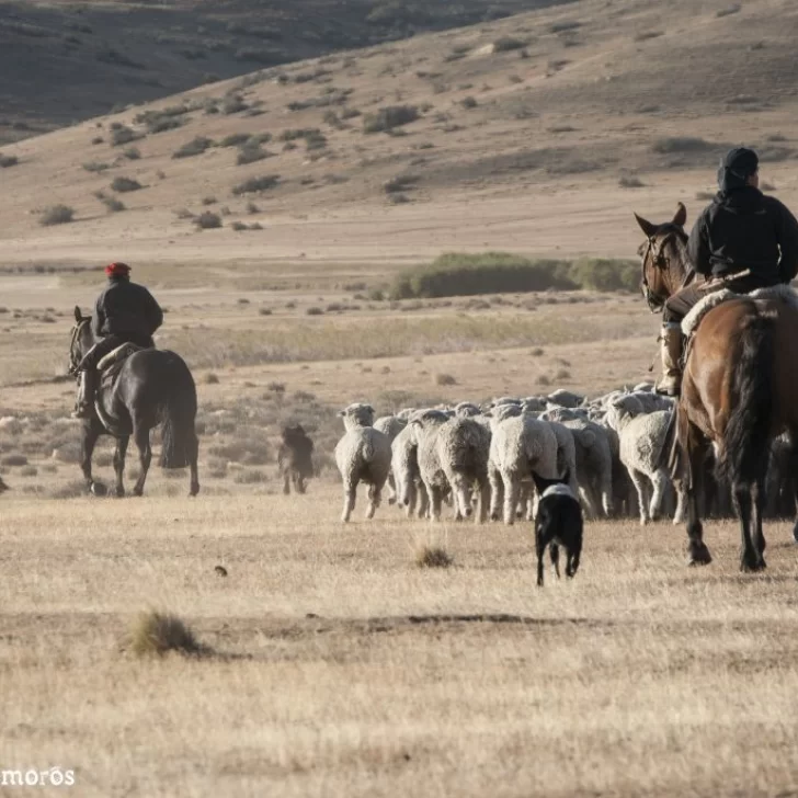 El futuro de la Ley Ovina preocupa a los productores de la Patagonia El futuro de la Ley Ovina preocupa a los productores de la Patagonia