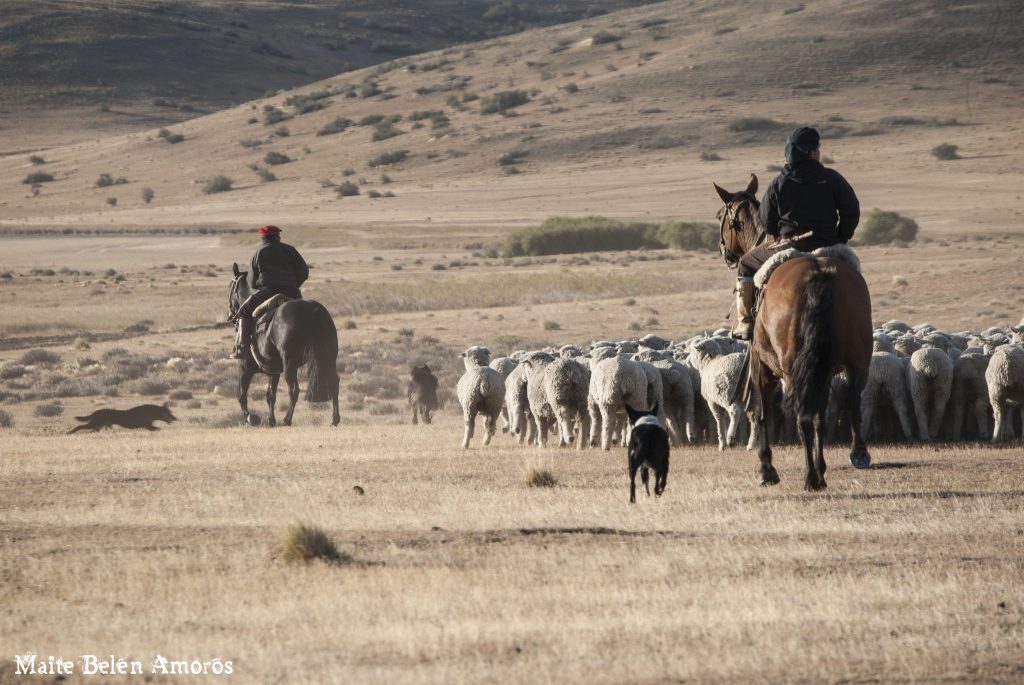 El futuro de la Ley Ovina preocupa a los productores de la Patagonia El futuro de la Ley Ovina preocupa a los productores de la Patagonia