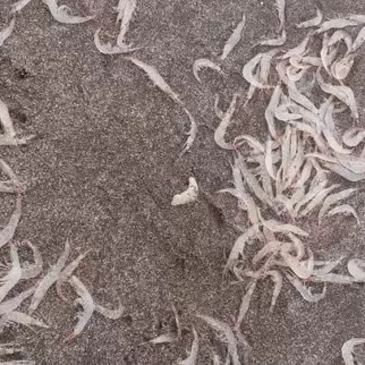 Video. Aparecieron miles de camarones en la costanera