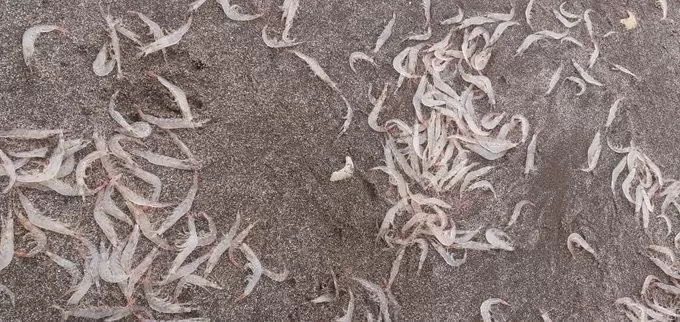 Video. Aparecieron miles de camarones en la costanera