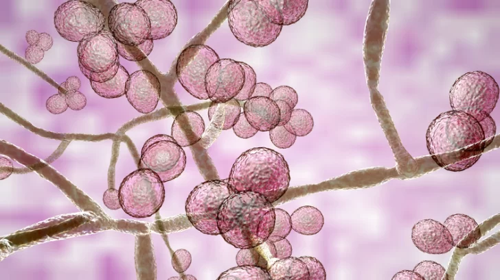 Qué es la “Candida auris”, el extraño hongo que podría desatar una próxima pandemia