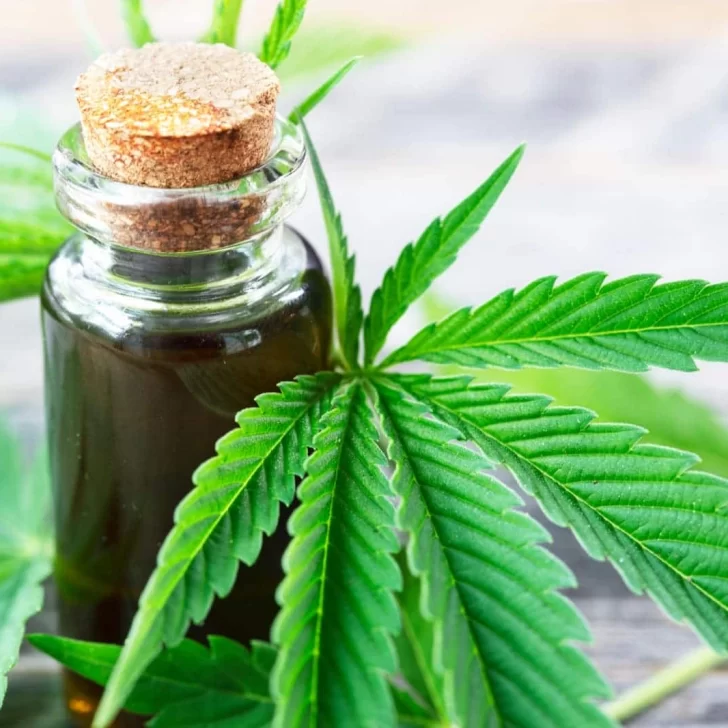El Gobierno legalizó el autocultivo de cannabis para uso medicinal