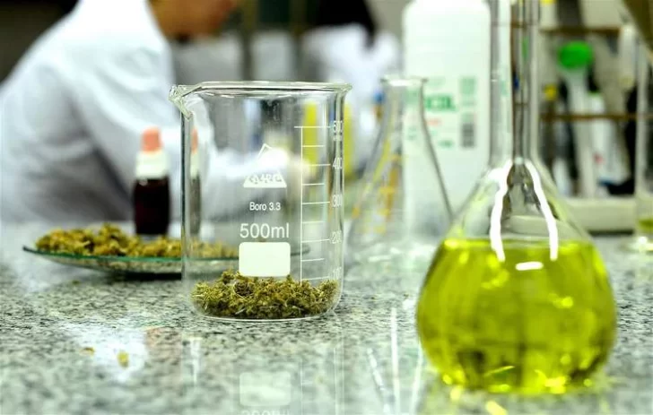 Inaugurarán el primer laboratorio de cannabis