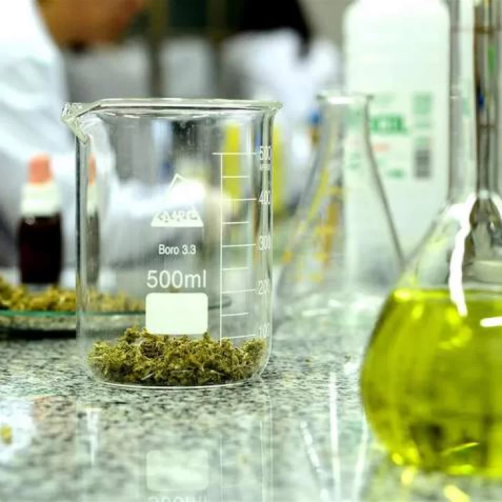 Inaugurarán el primer laboratorio de cannabis
