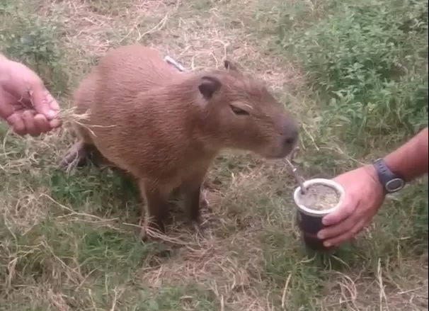 Video. Un carpincho que toma mate es furor en las redes sociales