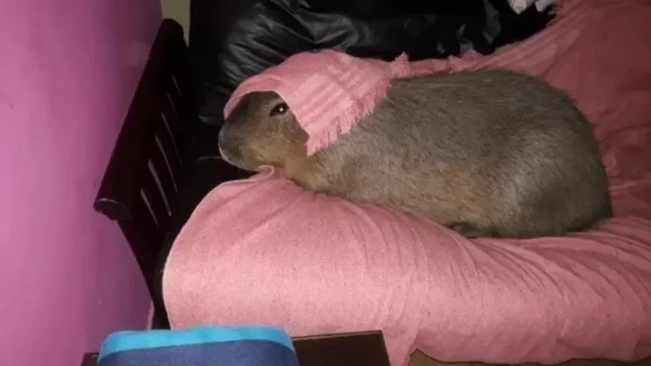 Adoptaron a un carpincho y le pusieron Merlín: “Duerme en la cama” de sus dueños y “juega con los perros”