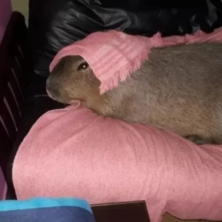 Adoptaron a un carpincho y le pusieron Merlín: “Duerme en la cama” de sus dueños y “juega con los perros”