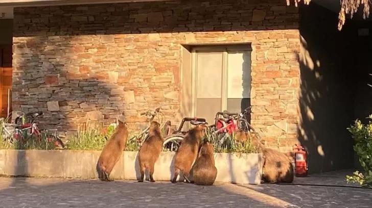 Perros atacados y jardines destrozados: una invasión de carpinchos preocupa a un barrio privado