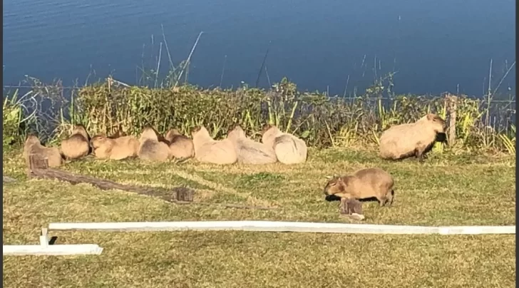 Invasión de carpinchos en Nordelta: Ambiente dijo que “no representan ningún peligro para las personas”