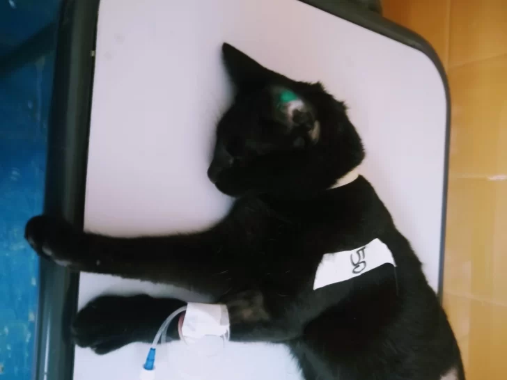 Inició la segunda castración masiva de mascotas en Caleta Olivia