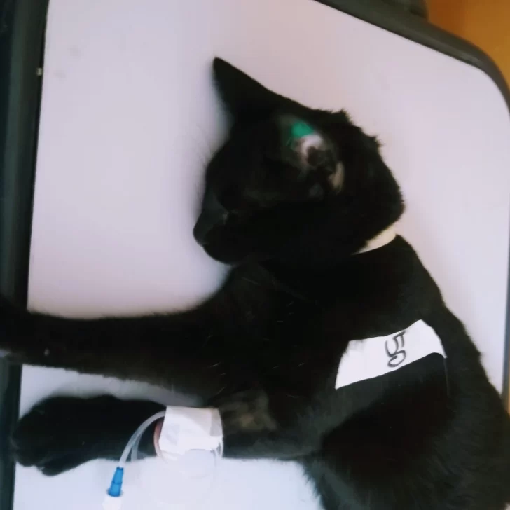 Inició la segunda castración masiva de mascotas en Caleta Olivia