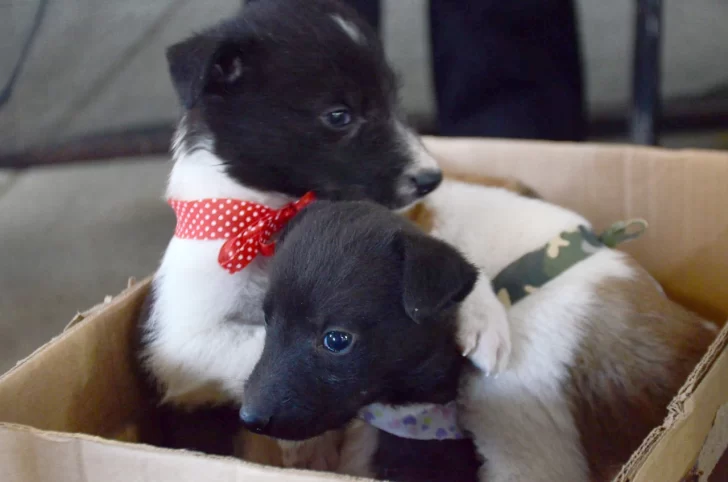 Un día dedicado a las mascotas: La Rural celebró el día del animal, por adelantado