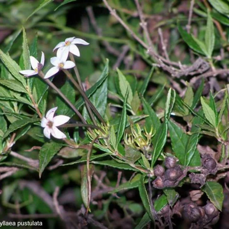 ¿Qué es la cegadera? La planta cacera que podría eliminar fácilmente el herpes labial ¿Qué es la cegadera? La planta cacera que podría eliminar fácilmente el herpes labial