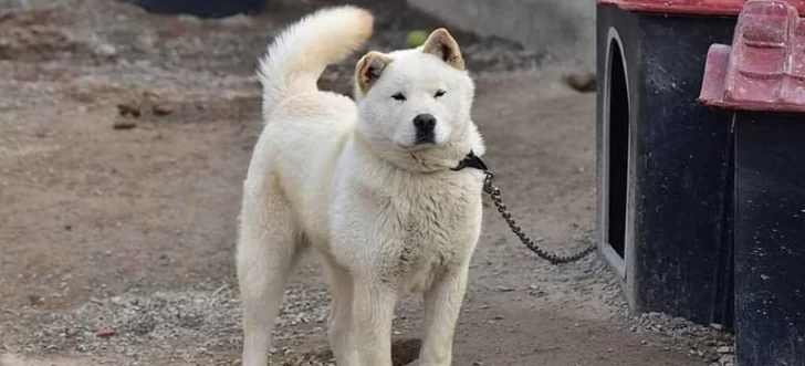El presidente de Corea del Norte prohibió a los perros como mascotas: Dijo que era de burgués y temen que sean usados como alimento