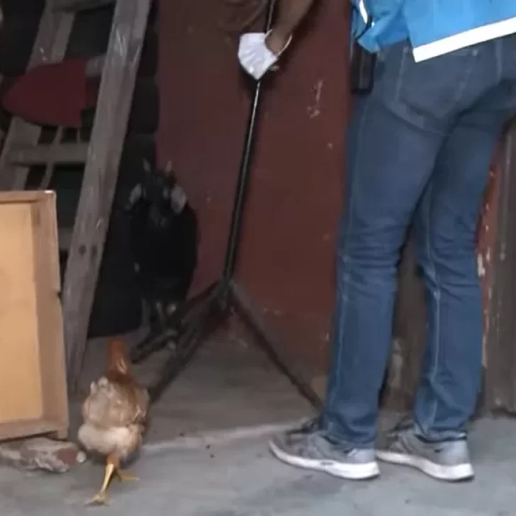 Video. Rescatan a un chivo y una gallina cuando iban a ser sacrificados en un rito umbanda Video. Rescatan a un chivo y una gallina cuando iban a ser sacrificados en un rito umbanda