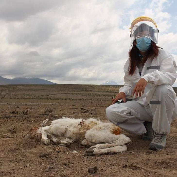 ¿Volvió el “chupacabras”? Alarma en Chile por una criatura que ya mató a más de 50 animales