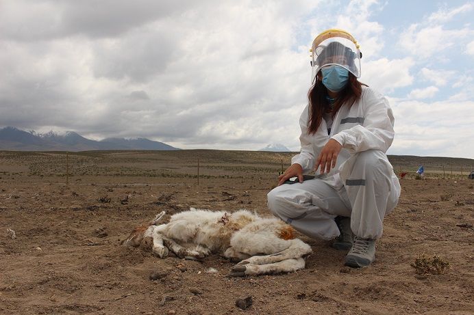 ¿Volvió el “chupacabras”? Alarma en Chile por una criatura que ya mató a más de 50 animales