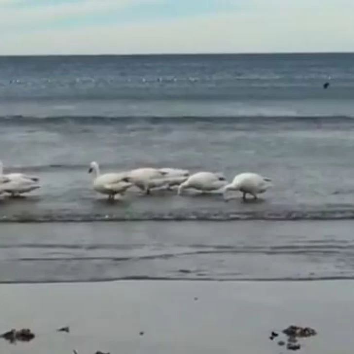 Cisnes blancos sorprendieron en la costa de Rada Tilly